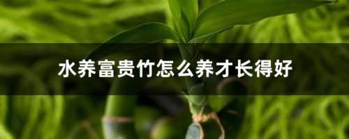 水养富贵竹怎么养才长得好