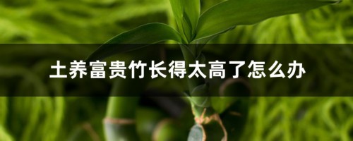 土养富贵竹长得太高了怎么办，土养富贵竹怎么修剪