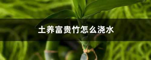 土养富贵竹怎么浇水，土养富贵竹怎么施肥