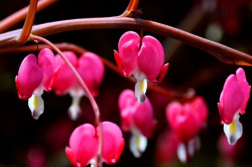 秋冬季节马上来，家里养几盆“冻不死”花卉，再冷也能赏花！