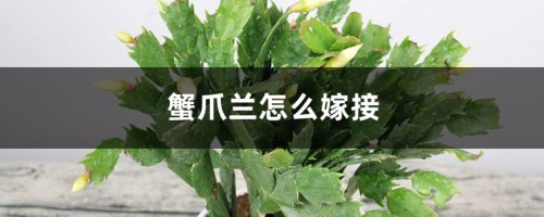 蟹爪兰怎么嫁接