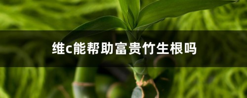 维c能帮助富贵竹生根吗