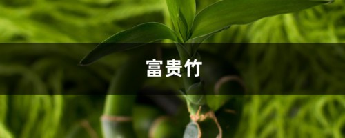 原来富贵竹的摆放，也是有讲究的，这样摆才能富贵平安！